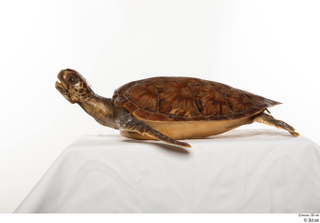 Turtle 8 whole body 0003.jpg